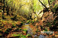 Foto: Jesen u Rami - Višnjanski potok